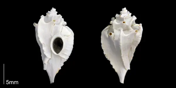 Typhis harrisi