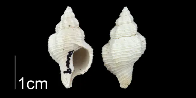 Urosalpinx auroraensis from the Plio-Pleistocene Nashua Fm. of Putnam County, Florida (PRI 70650).