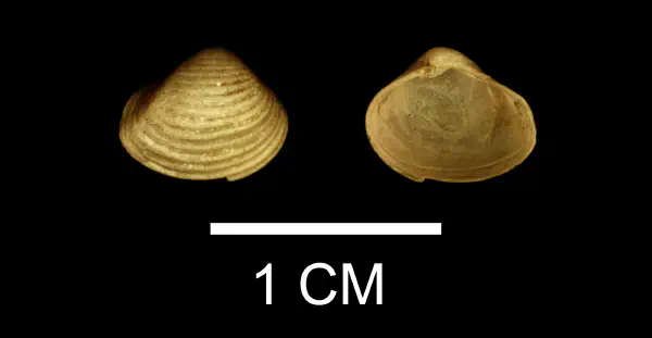 Varicorbula chowanensis