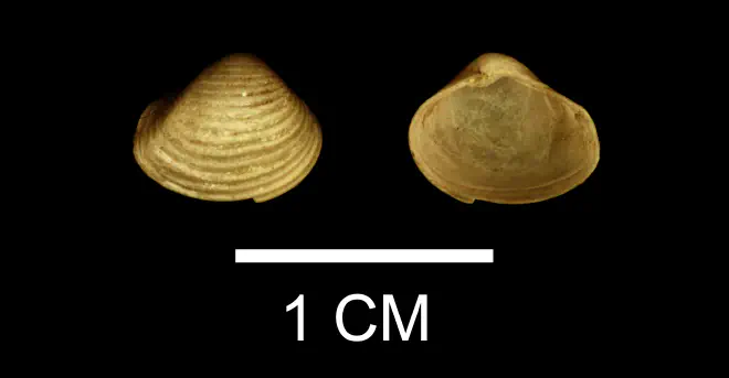 Vokesula chowanensis from the Late Pliocene Yorktown Fm. of Isle of Wight County, Virginia (SDSM 136182).