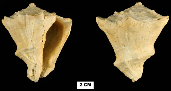 Vasum haitense