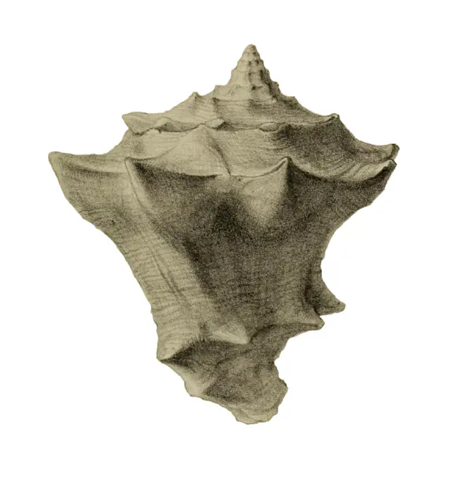 Specimen of Vasum haitense figured by Guppy (1876, pl. 29, fig. 3); scale unclear.
