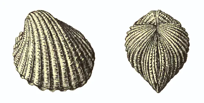Specimen of Venericardia hadra figured by Dall (1903, pl. 53, fig. 11 and 13); 40.0 mm in length.