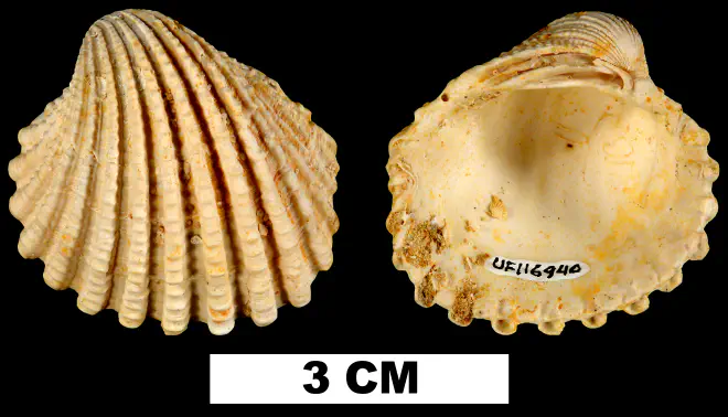 Venericardia hadra from the Early Miocene Chipola Fm. of Calhoun County, Florida (UF 116940).