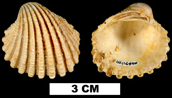 Venericardia hadra