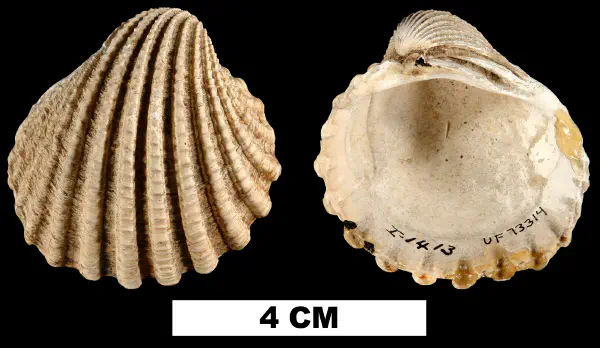 Venericardia himerta