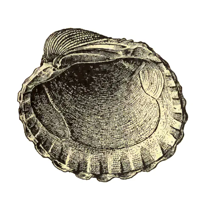 Specimen of Venericarida himerta figured by Dall (1903, pl. 53, fig. 12); 55.0 mm in length.