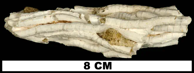 Vermetus virginicus from the Late Pliocene Tamiami Fm. (Pinecrest Beds) of Miami-Dade County, Florida (UF 214033).