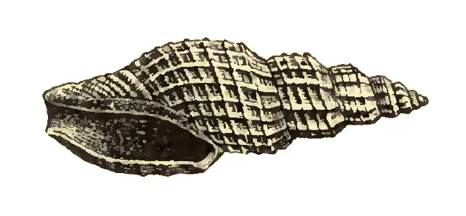 Specimen of Vitricythara metria figured by Dall (1903, pl. 60, fig. 13); 7.5 mm in length.