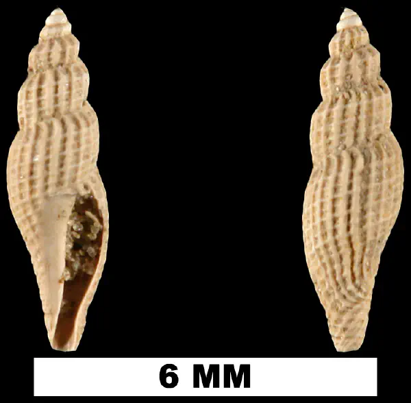 Vitricythara metria