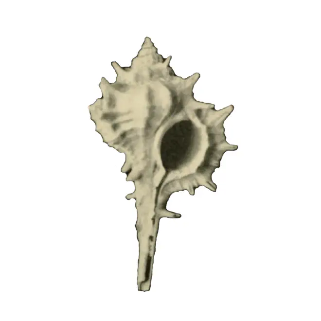 Specimen of Vokesimurex anniae figured by Smith, M. (1940, pl. 2, fig. 1); 33 mm in length.