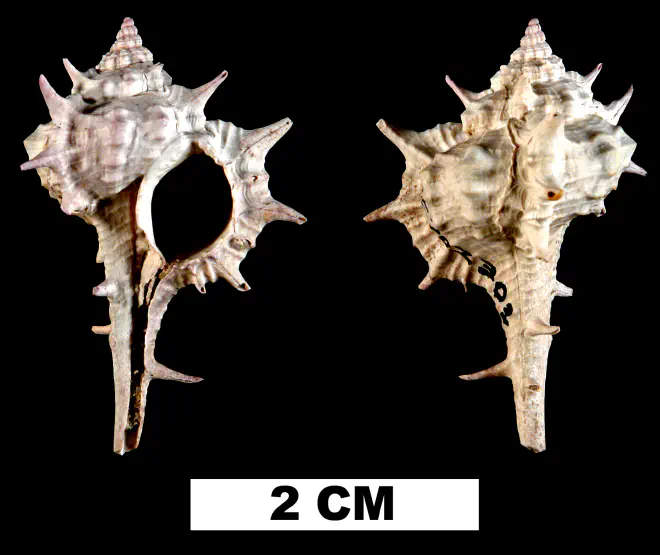 Vokesimurex anniae from either the Early Pleistocene Caloosahatchee Fm. or Middle Pleistocene Bermont Fm. of Glades County, Florida (UF 202303).