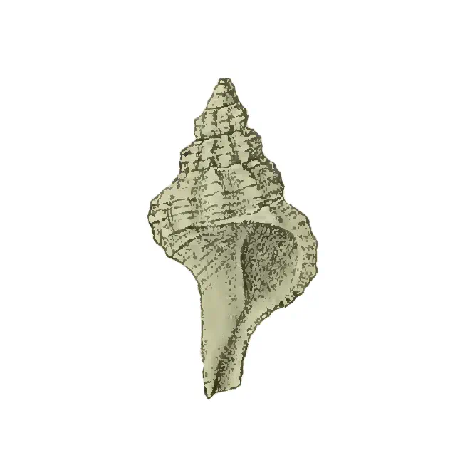Specimen of Vokesimurex gilli figured by Maury (1910, pl. 5, fig. 3); 9 mm in length.