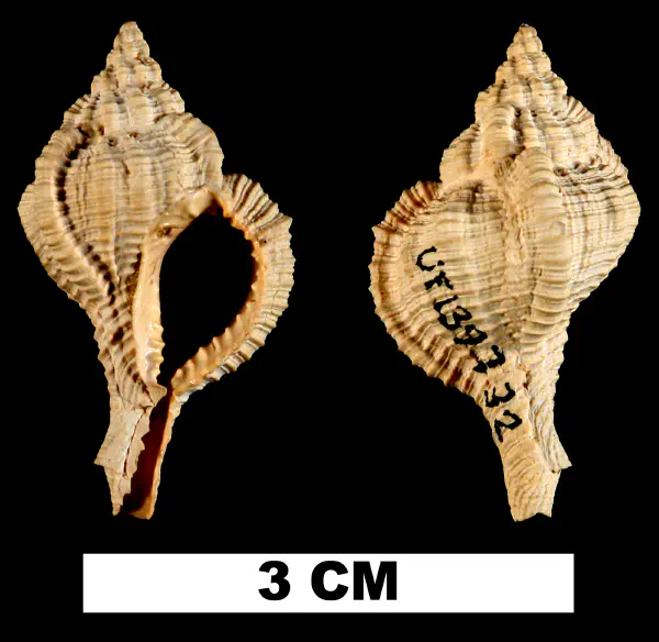 Vokesimurex gilli