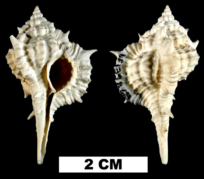 Vokesimurex bellegladeensis from the Middle Pleistocene Bermont Fm. of Palm Beach County, Florida (UF 139863).