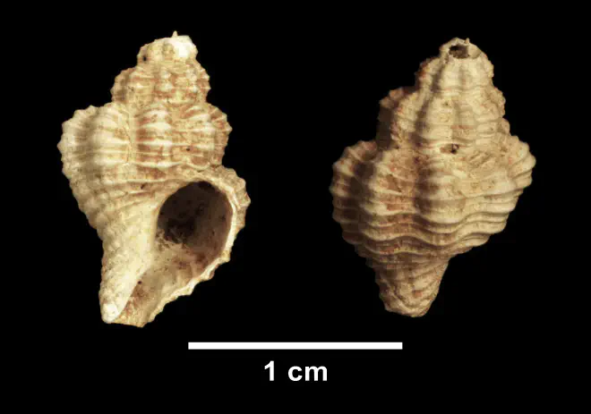 Vokesinotus lepidotus from the Late Pliocene Yorktown Fm. of Isle of Wight County, Virginia (SDSM 112559).