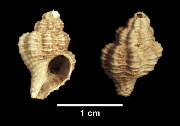 Vokesinotus lepidotus