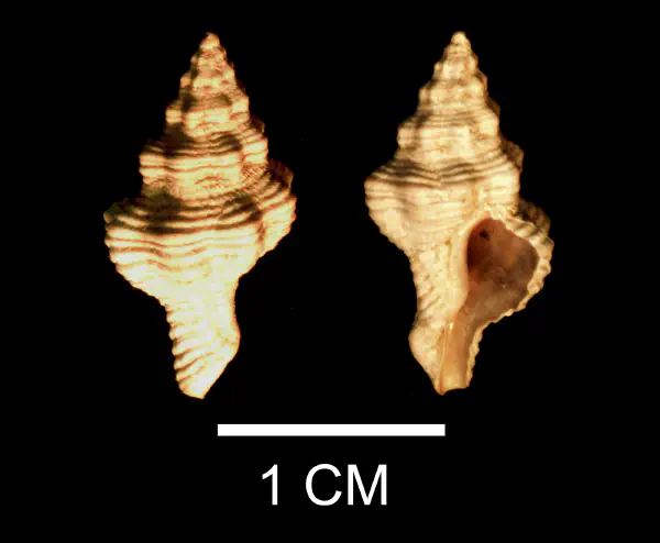 Vokesinotus perrugatus