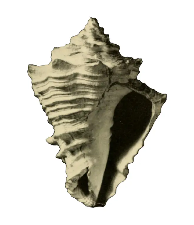 Specimen of Vasum floridanum figured by McGinty (1940, pl. 10, fig. 1); scale unclear.