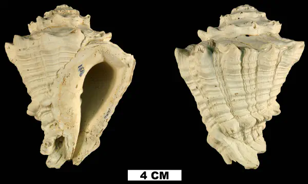 Volutella floridana