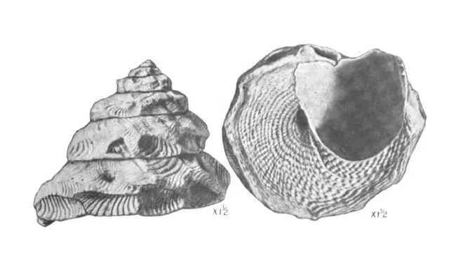 Specimen of Xenophora floridana figured by Mansfield (1930, pl. 18, fig. 5 and 6); 30 mm.