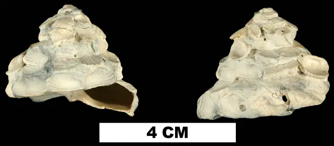 Xenophora floridana from the Late Pliocene Tamiami Fm. (Pinecrest Beds) of Highlands County, Florida (UF 135581).