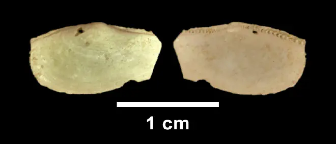 Yoldia laevis from the Late Pliocene Yorktown Fm. of Isle of Wight County, Virginia (SDSM 112573).