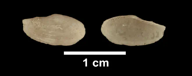 Yoldia laevis from the Late Pliocene Yorktown Fm. of Suffolk County, Virginia (SDSM 136153).