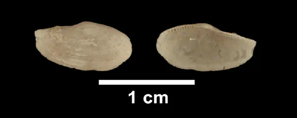 Yoldia laevis
